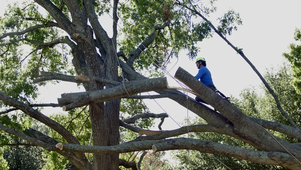 Professional Crown Thinning performed by certified arborists in Catlett